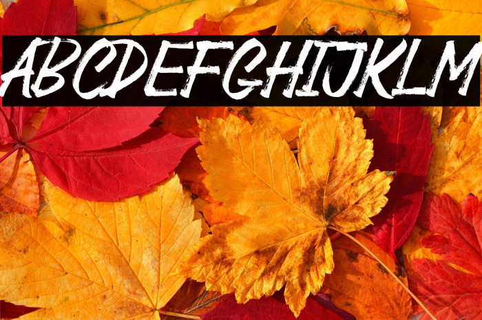 Black Jackal Example 1