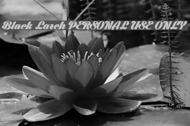 Black Larch PERSONAL USE ONLY Font examples