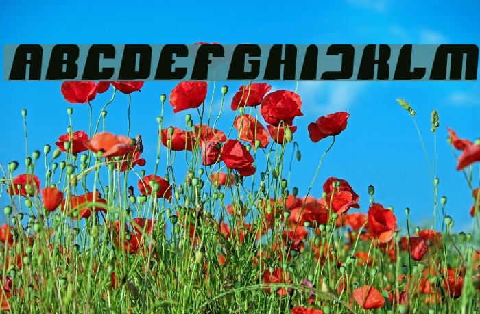 Black Mamba-Light Example 2