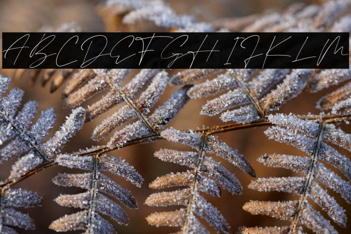 Black Matteo Example 3