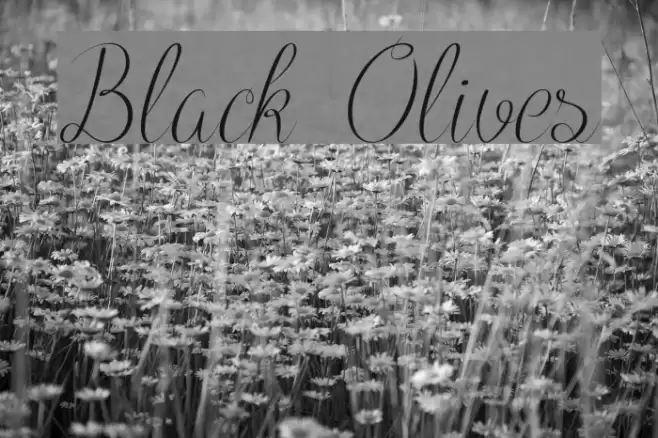 Black Olives Font examples