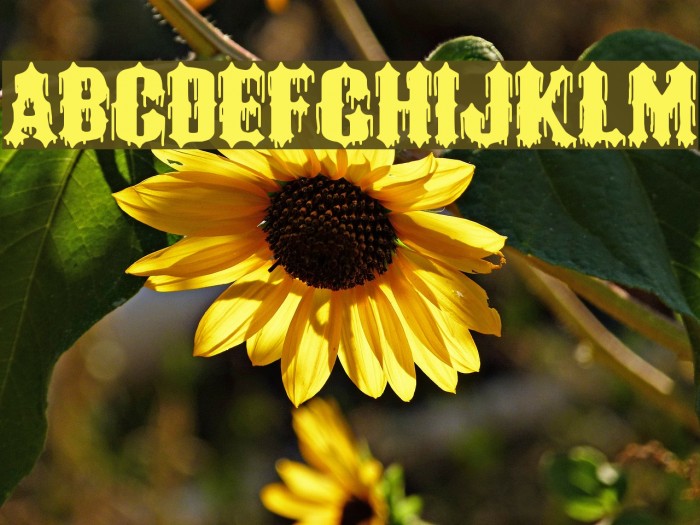 Black Order Example 2