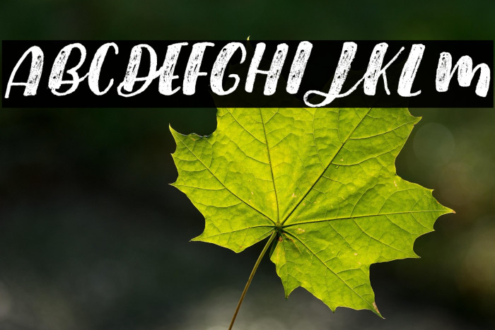 Black Pearl Personal Use Example 3