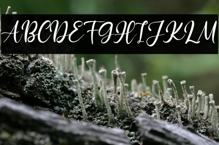 Black Pearl Example 1