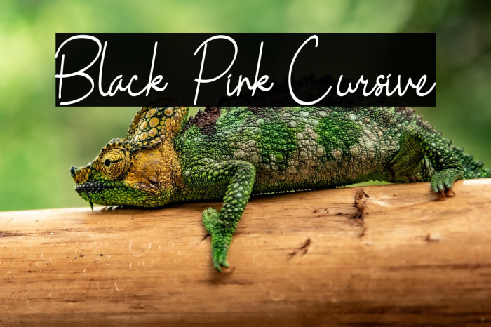 Black Pink Cursive Example 2