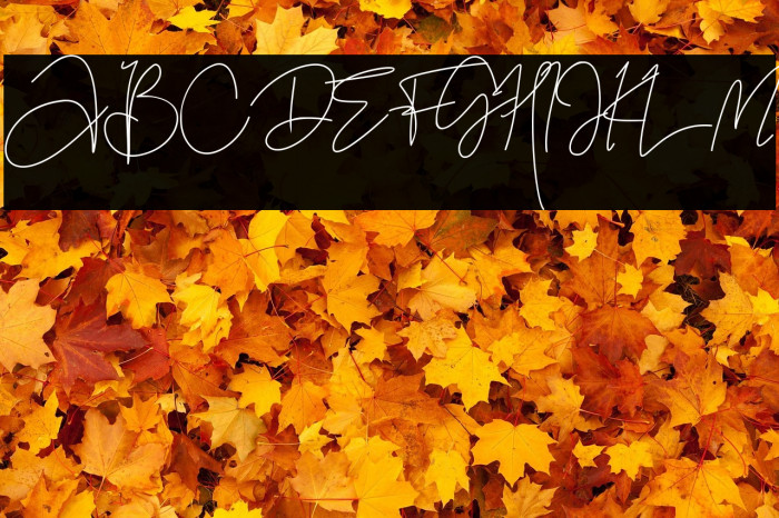 Black Pink Summer Example 2