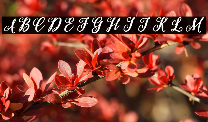 Black Quote Example 1