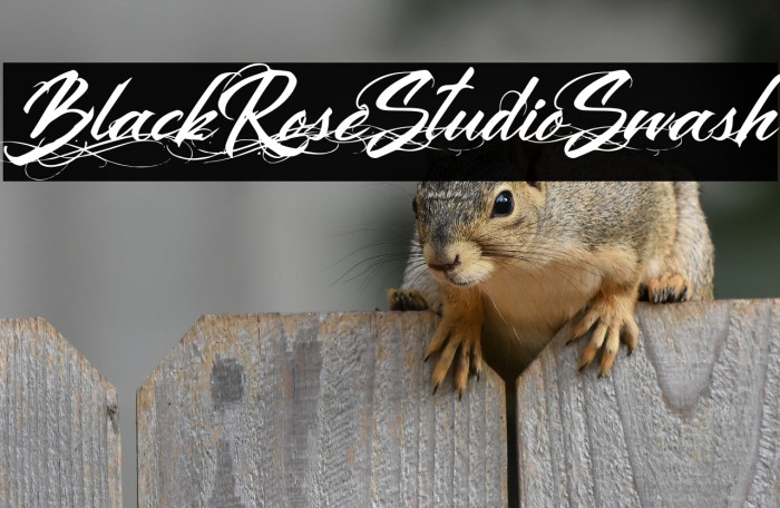 Black Rose Studio Swash Example 3