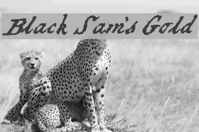 Black Sam's Gold Font examples