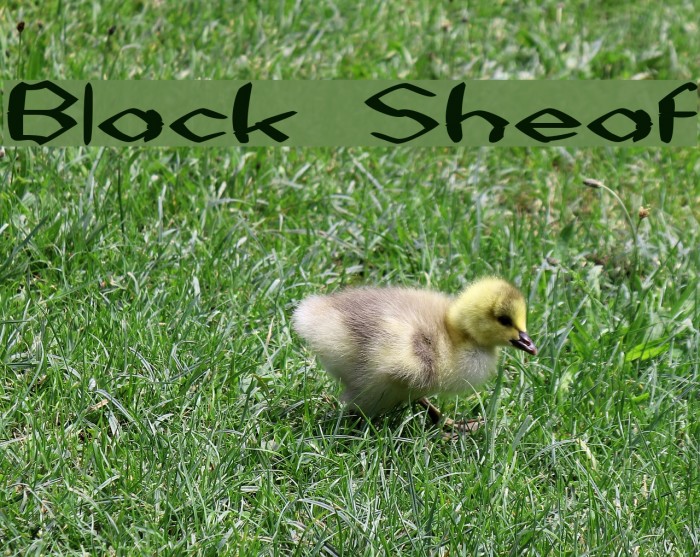 Black Sheaf フォント examples