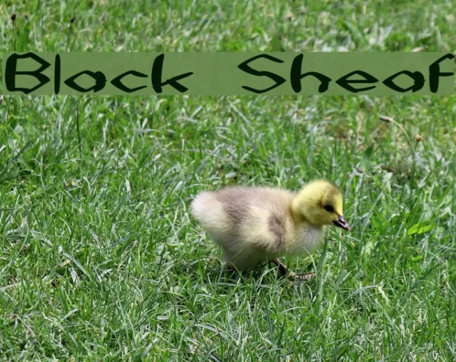 Black Sheaf Example 2