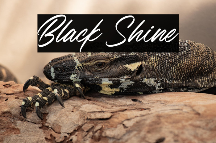 Black Shine Example 2