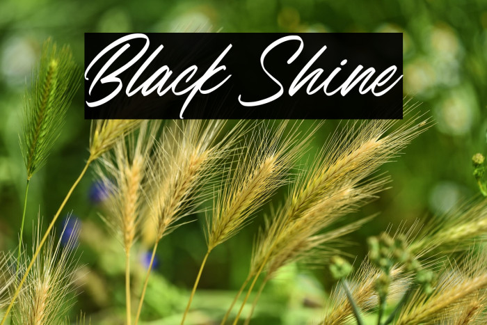 Black Shine Example 3