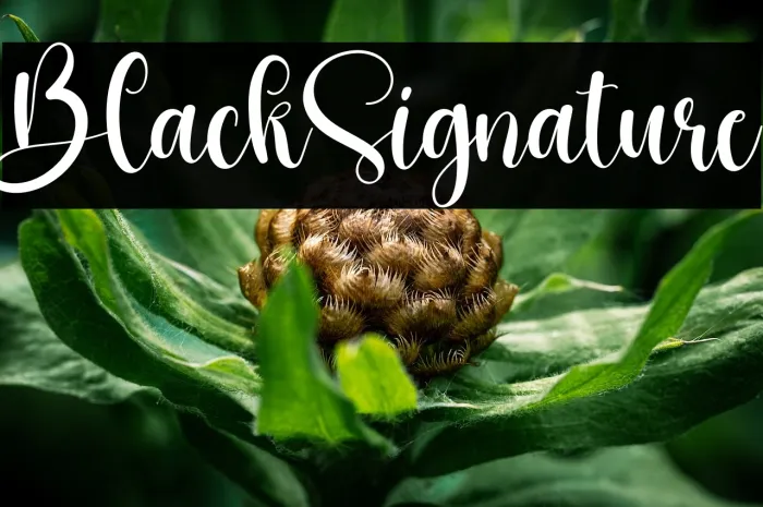 Black Signature Example 2