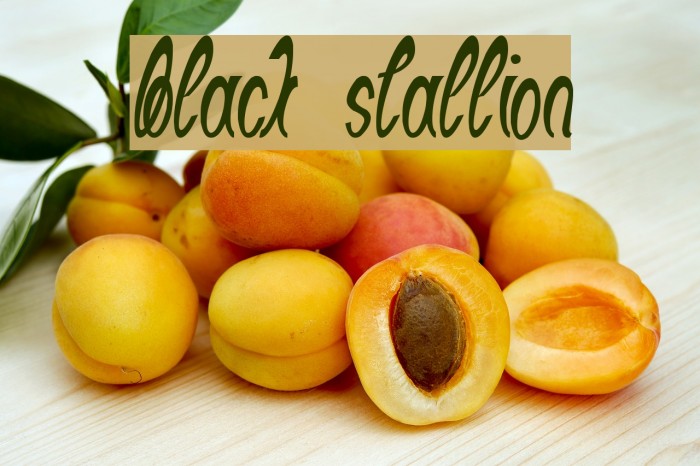 Black Stallion Example 1