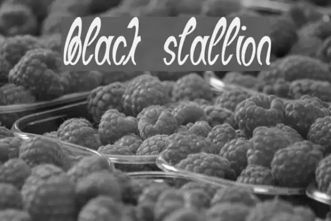Black Stallion Font examples