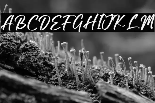 Black Stamp फ़ॉन्ट examples