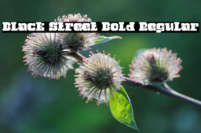 Black Street Bold Regular Example 2