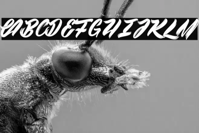 Black Swan 2_PersonalUseOnly Font examples