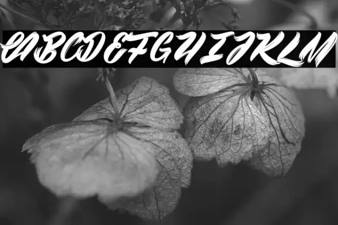 Black Swan 2_PersonalUseOnly Font examples