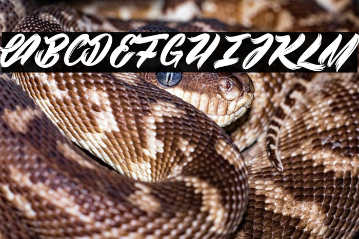 Black Swan_PersonalUseOnly Example 3