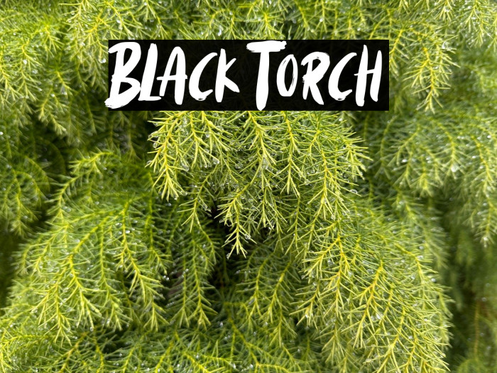 Black Torch Example 2