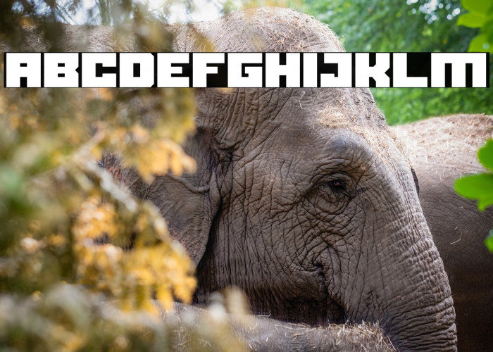 Black bison Example 1