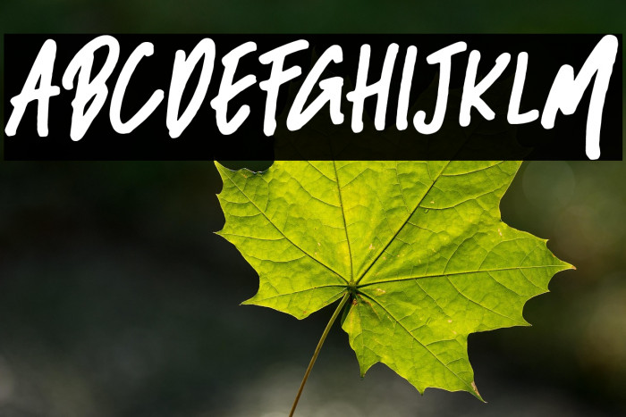 BlackBassDemo Example 1