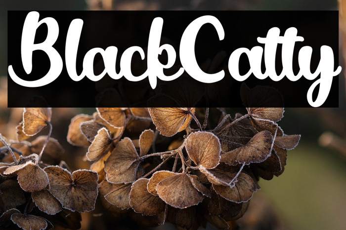 BlackCatty Example 1