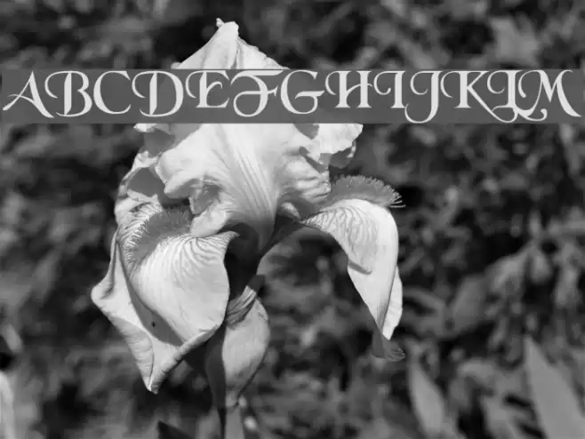 BlackChancery Font examples