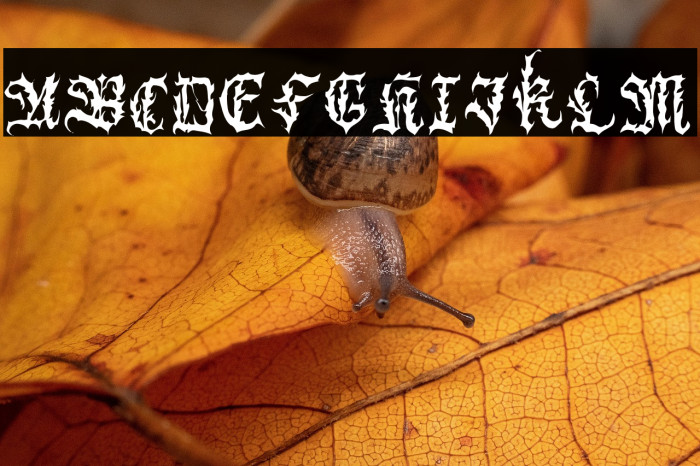 BlackChrone Example 2