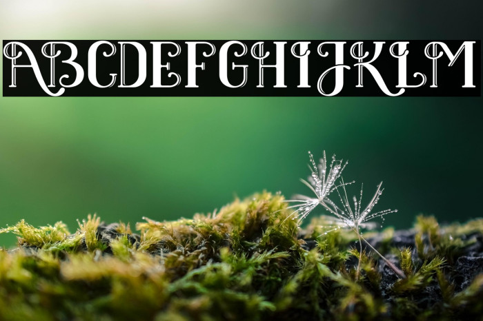 BlackClover Example 2