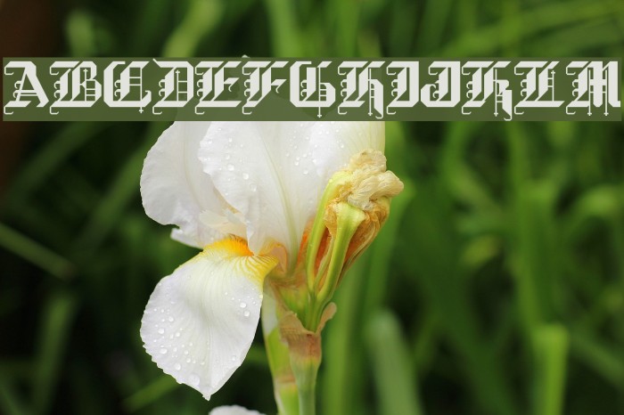 BlackForest Font examples