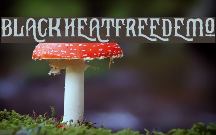 BlackHeatFreeDemo Fonte examples