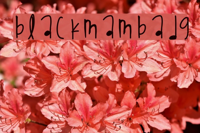 BlackMambaDg Example 1