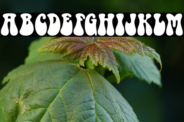 BlackSugar Example 3