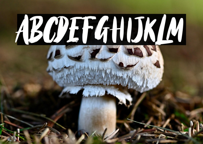 BlackTorch Example 2