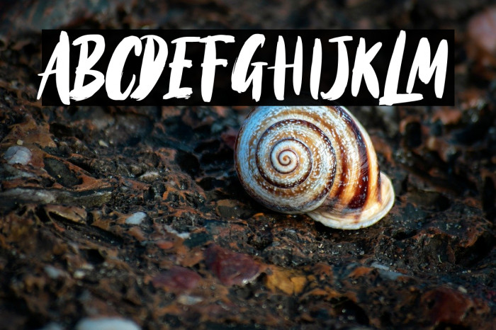 BlackTorch Example 3