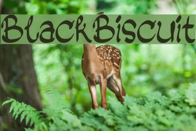 Black_Biscuit Example 3