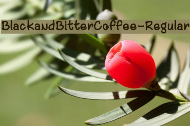 BlackandBitterCoffee-Regular Example 2