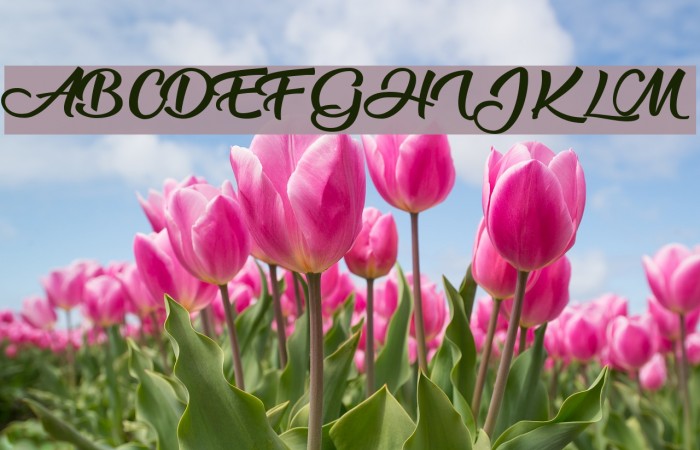 Blackberry Jam Personal Use Font examples