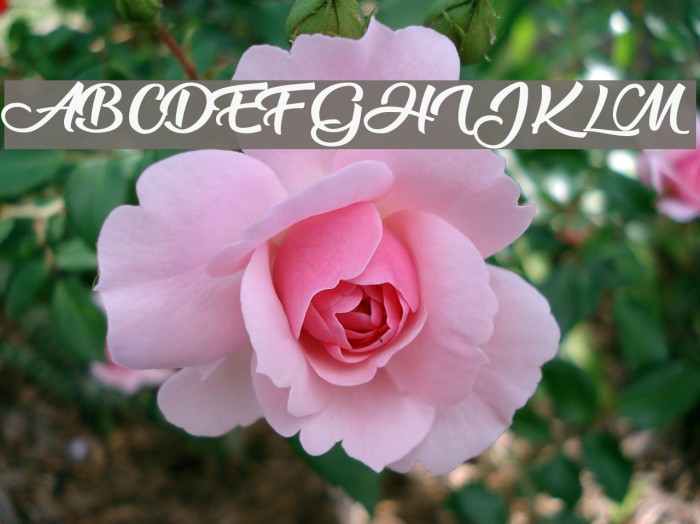Blackberry Jam Personal Use Font examples