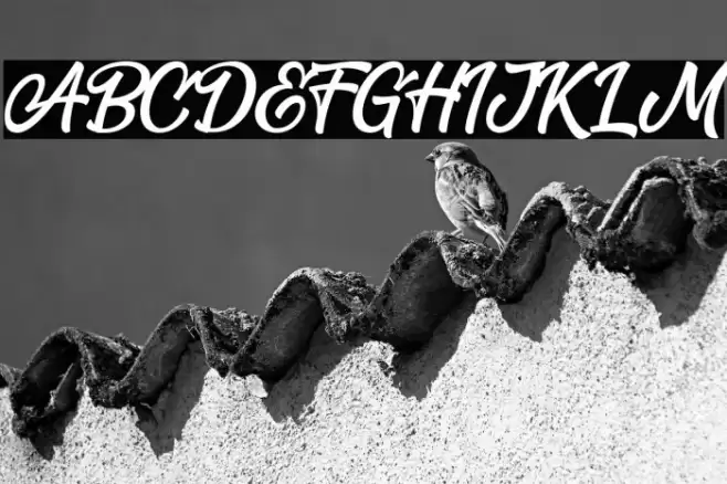 Blackbird Font examples