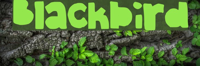 Blackbird Font examples