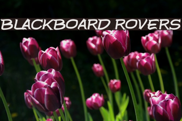 Blackboard Rovers フォント examples