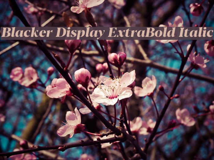 Blacker Display ExtraBold Italic Example 3