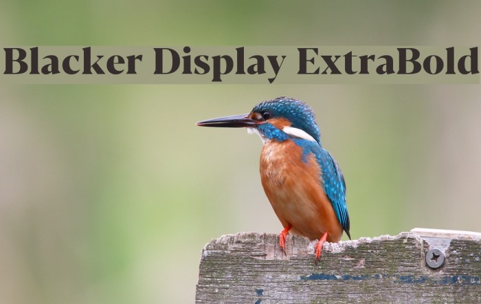 Blacker Display ExtraBold Font examples