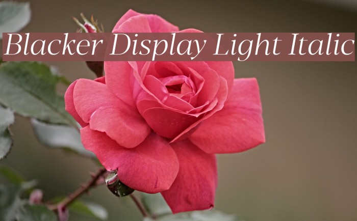 Blacker Display Light Italic Font examples