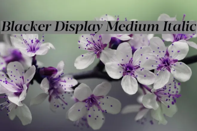 Blacker Display Medium Italic Example 2