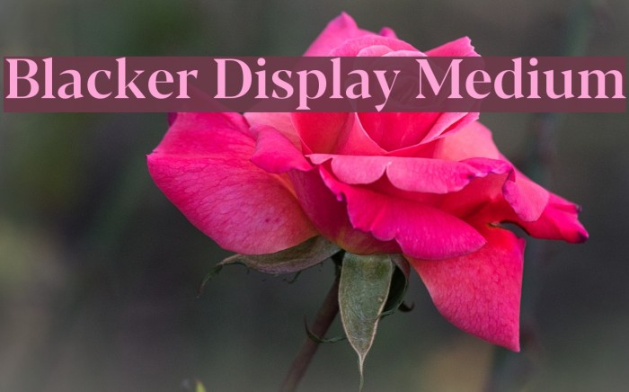 Blacker Display Medium Example 2